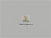 藏品(螟蛾149)的圖片